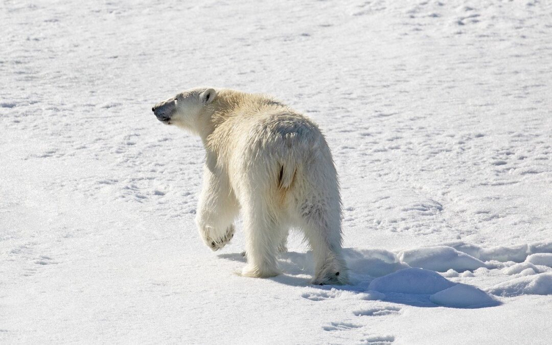 In Italia la riunione annuale dell’Arctic Circle Forum 2025