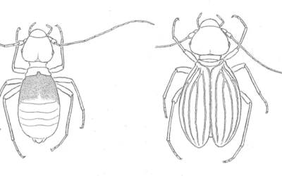 Scoperto un insetto che  vive tra libri e quadri