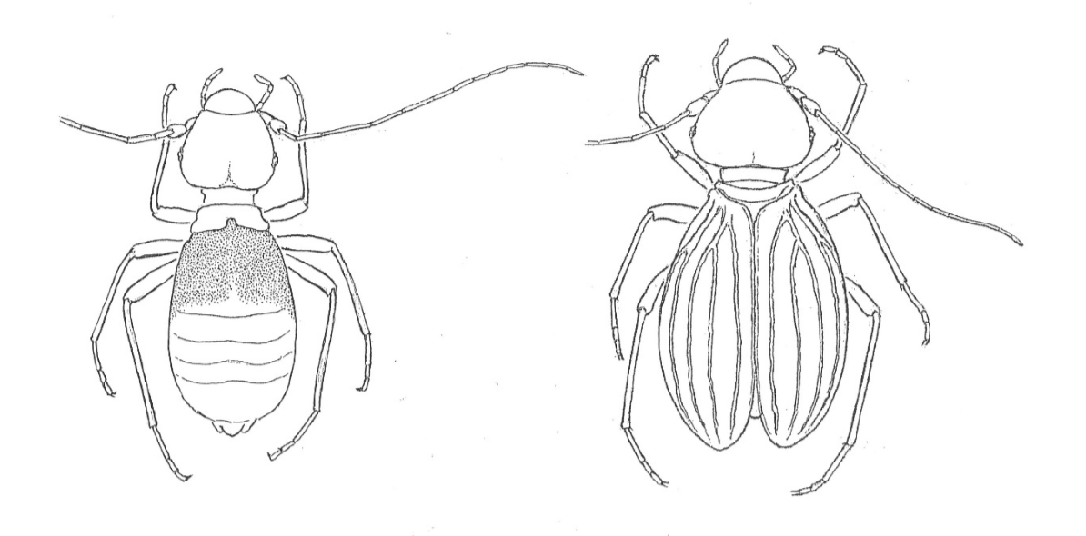 insetto ph. Rinaldo Nicoli Aldini insetto ph. Rinaldo Nicoli Aldini
