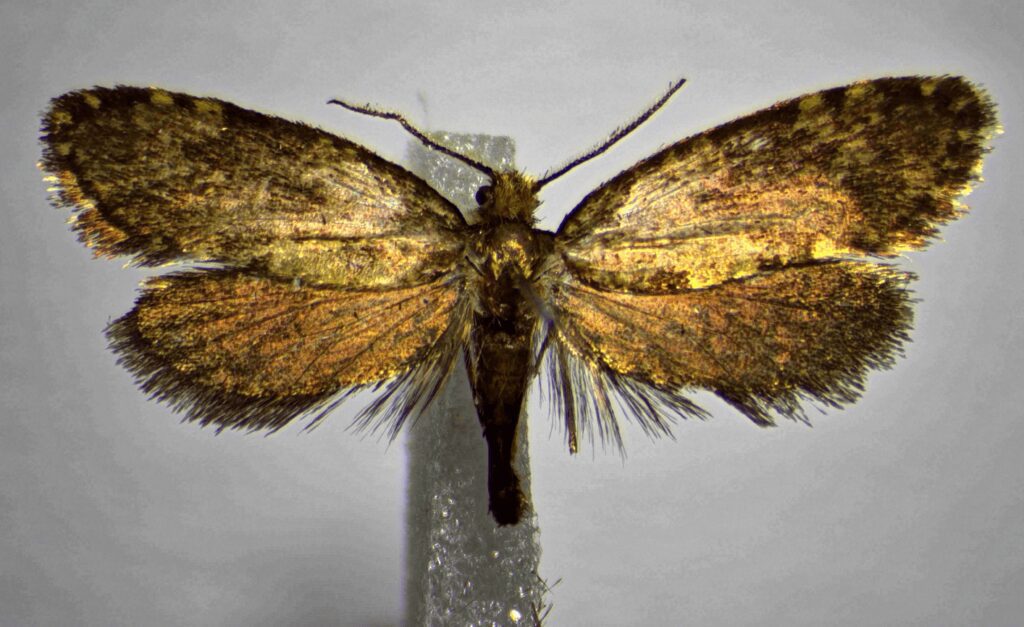 olotipo Diplodoma_giulioregenii_CREA