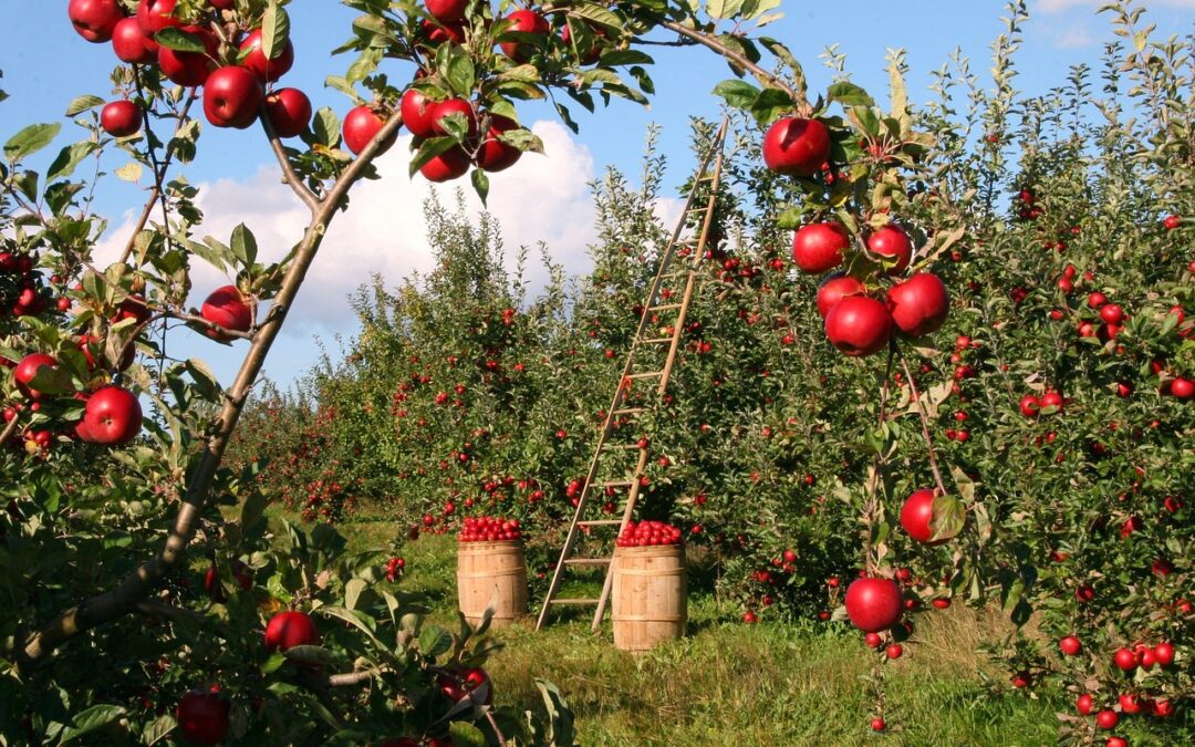 La diffusione dei prodotti bio