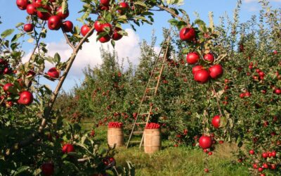 La diffusione dei prodotti bio