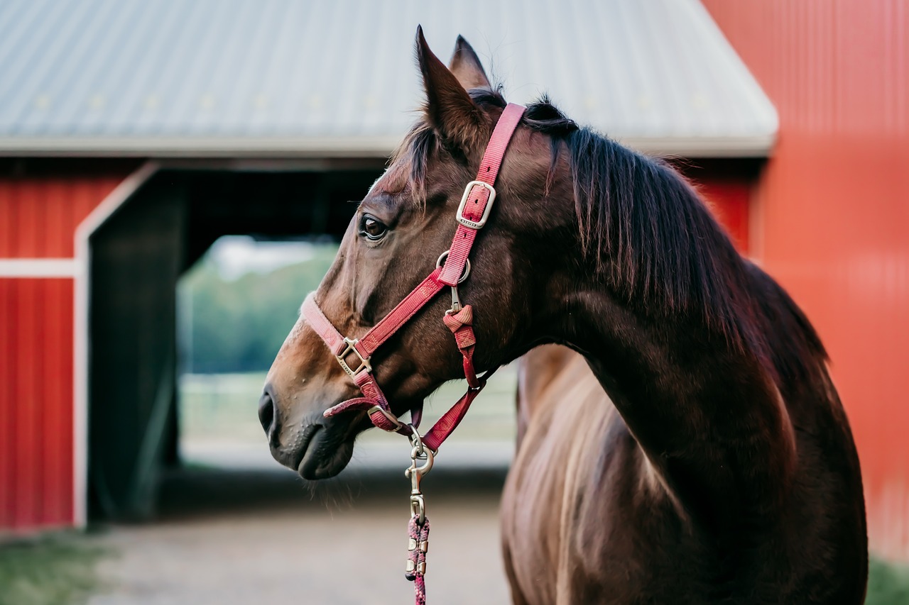 horse-AlisaDyson