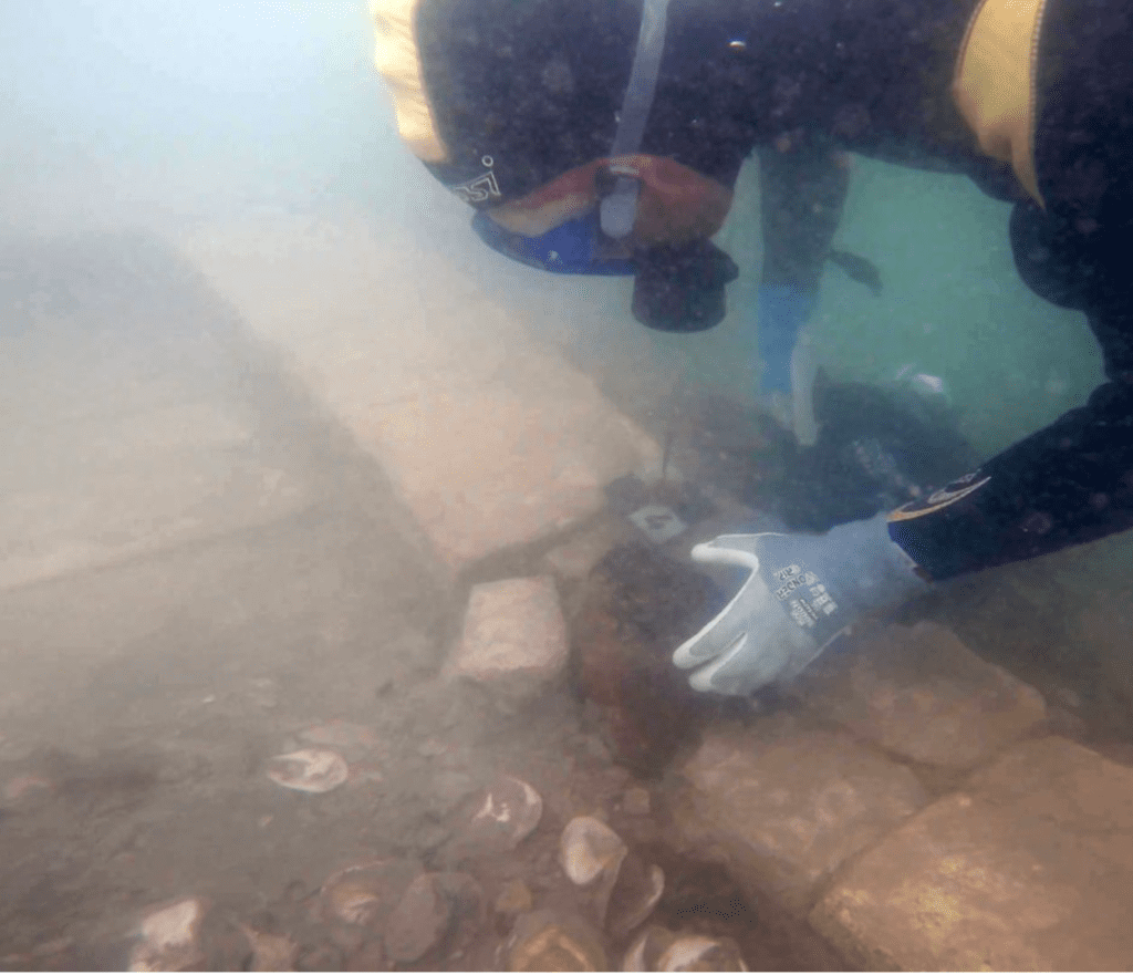 ostriche - venezia - museo ligabue