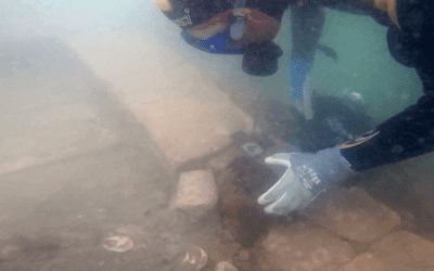 Ostriche antiche in mostra Venezia