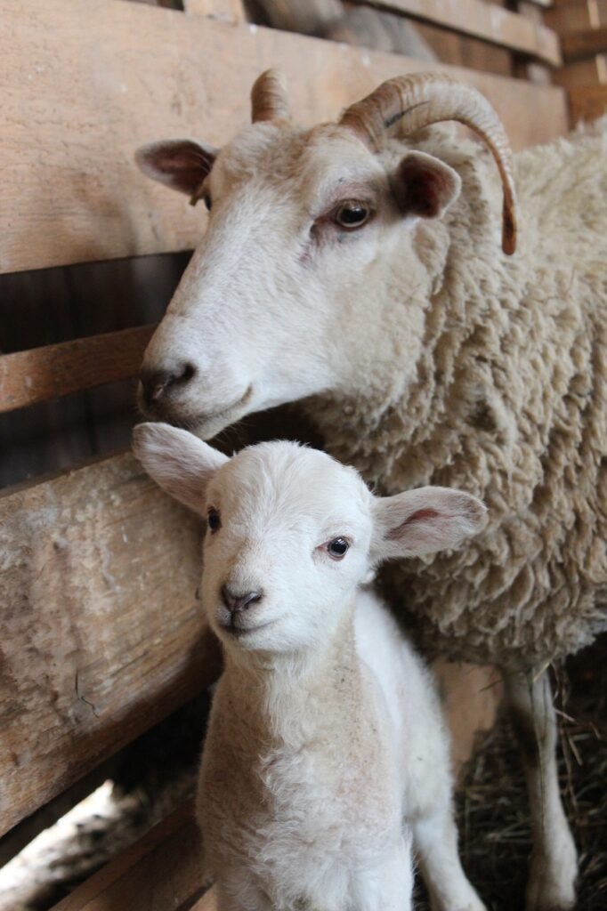 sheep-MGosv1830
