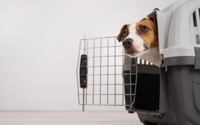 Nuove regole in volo per i viaggiatori a quattro zampe