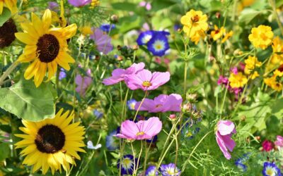 Ecco la Biblioteca della biodiversità