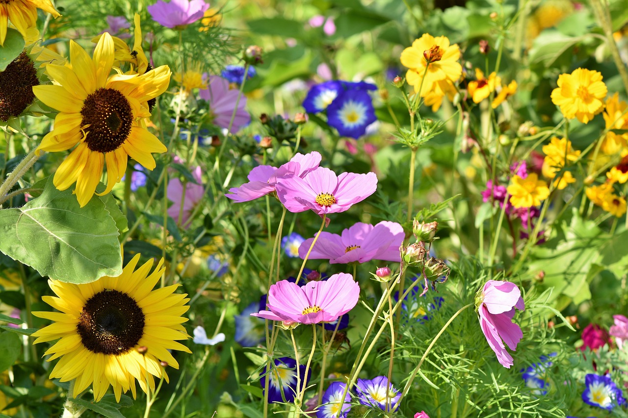 flowers-Ralphs_Fotos_biodiversity