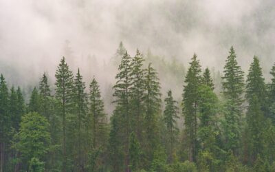 Gli alberi si preparano alle eclissi di sole