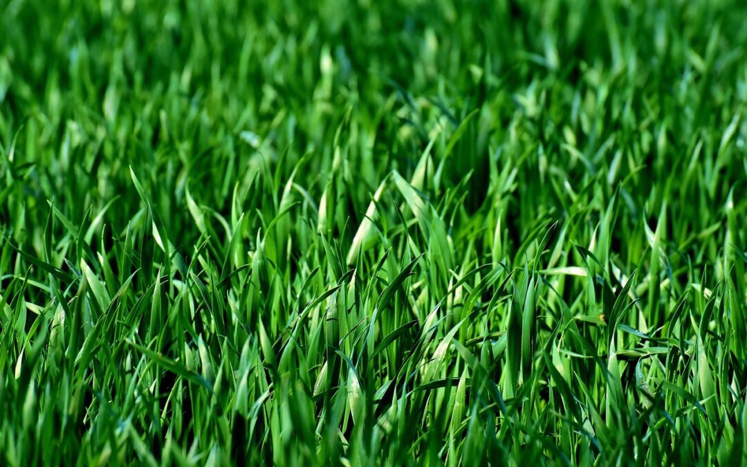Meno pesticidi usati in Italia e in Europa