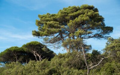 Il Parco della Maremma festeggia 50 anni