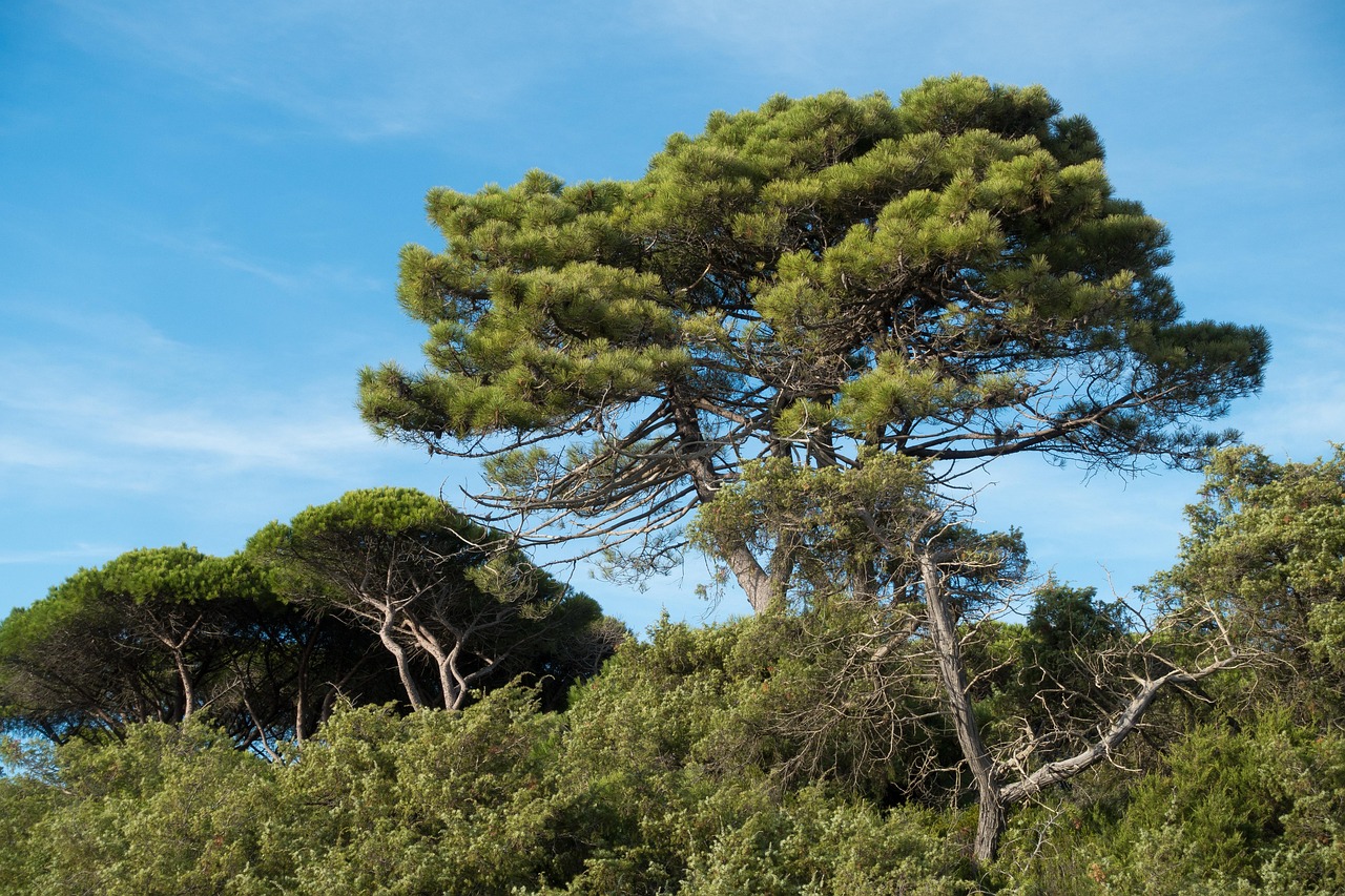 pine-stux