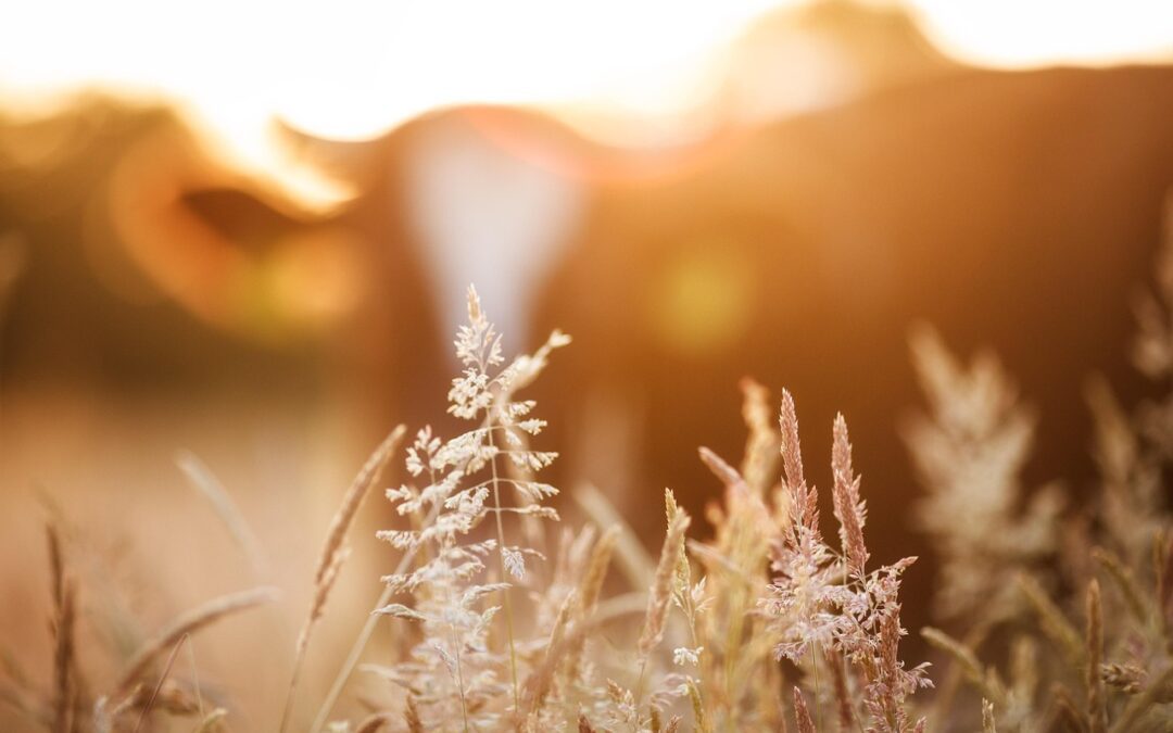 Turismo DOP, ecco le regioni virtuose in Italia