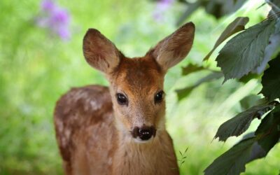 Droni per salvare i piccoli di capriolo dalle falciatrici