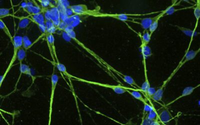 Biostampa 3D per la medicina personalizzata