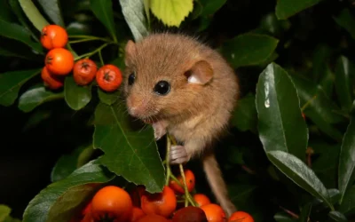 Il ritorno del moscardino nei parchi di Milano: segnale di biodiversità ritrovata