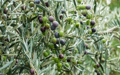 Pubblicato per la prima volta il genoma completo di “Frantoio” e “Leccino”