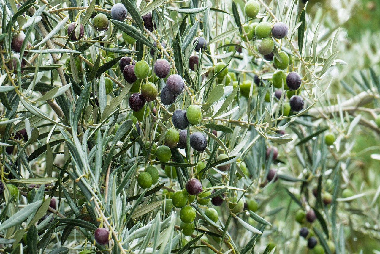 olive-Karl_Oss_Von_Eeja