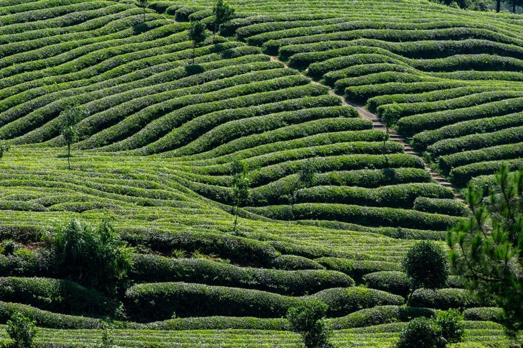 tea-lin2015