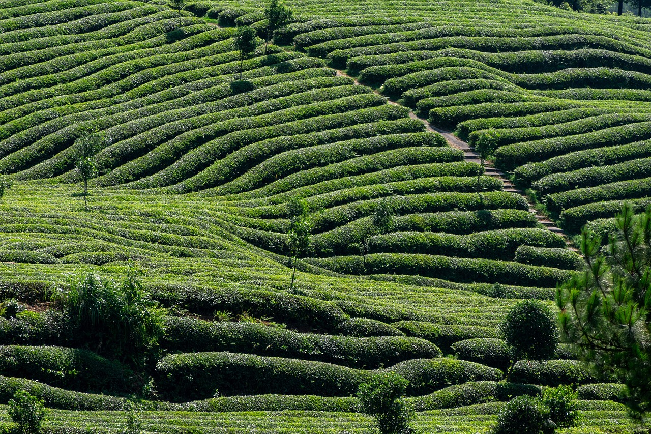 tea-lin2015