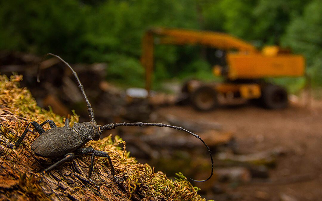 Un 17enne italiano è premiato come Wildlife Photographer of the Year