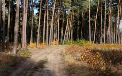 Foreste protagoniste contro la crisi climatica per gli italiani