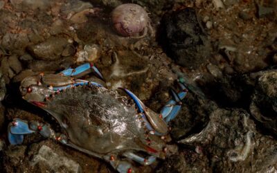 Al via ‘Granchio Blu’, la società di export in tutto il mondo