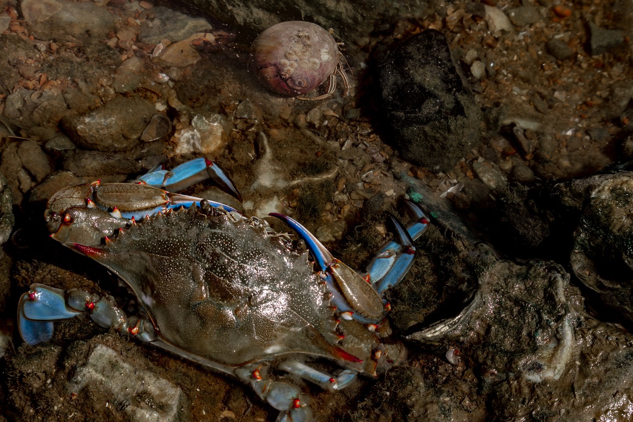 blue-crab-Thoxuan99 blue-crab-Thoxuan99