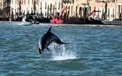 Mimmo non molla: il delfino testardo sfida l’operazione di salvataggio a Venezia