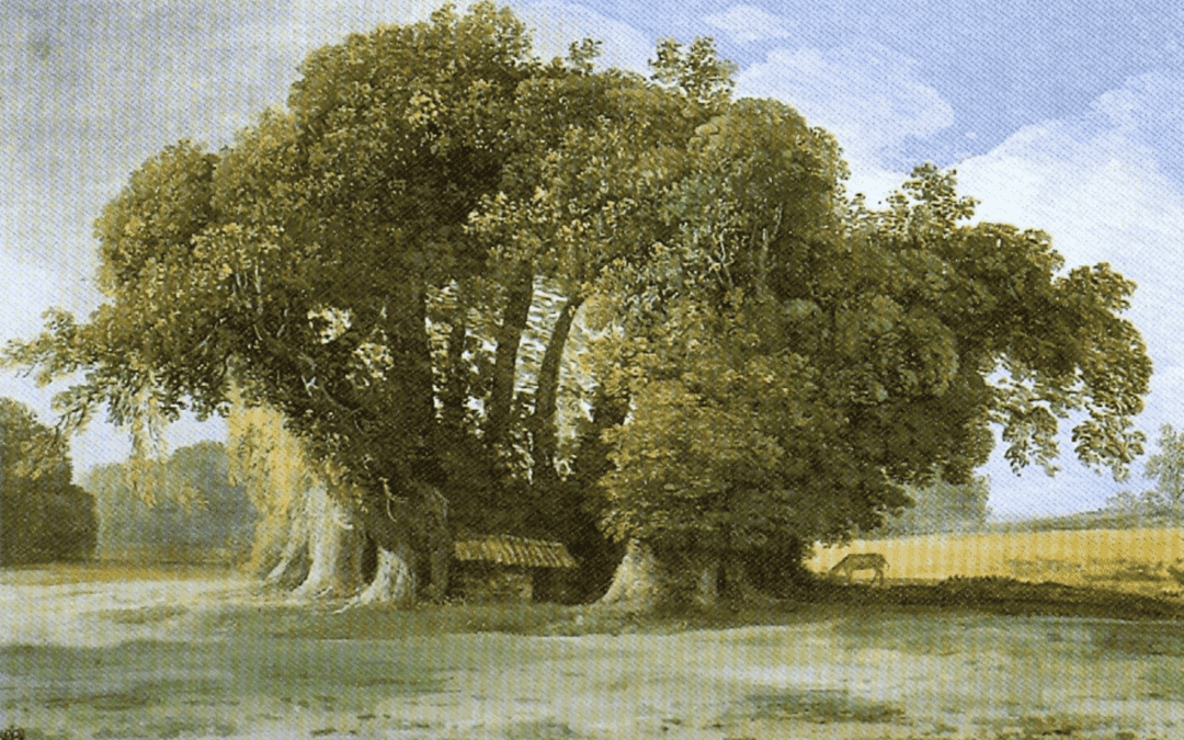 Quasi 5000 alberi monumentali in Italia