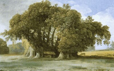 Quasi 5000 alberi monumentali in Italia