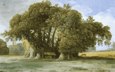 Quasi 5000 alberi monumentali in Italia