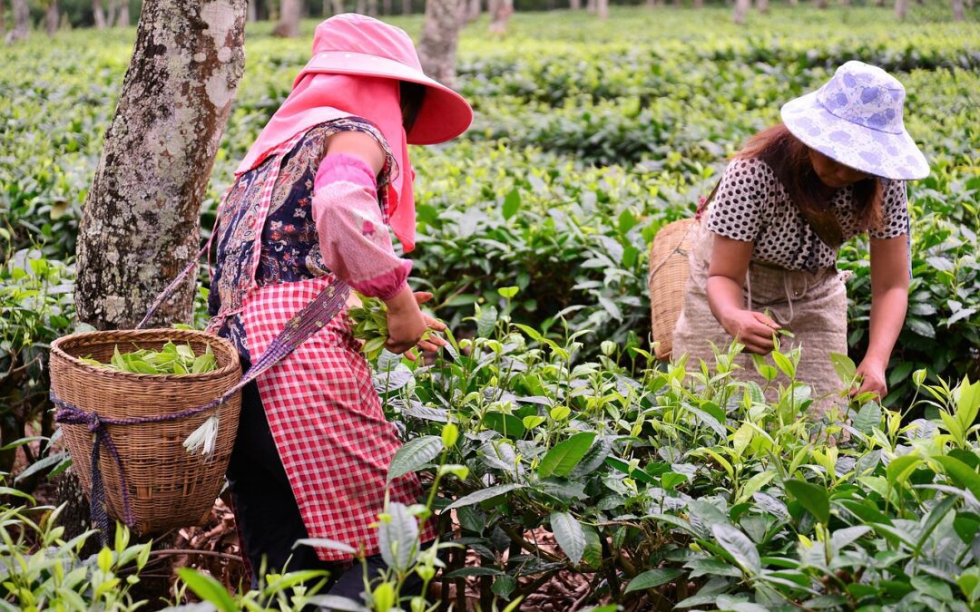 Agricoltura, continua il divario salariale di genere