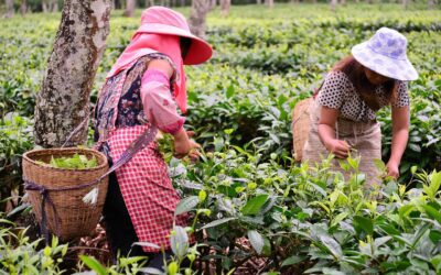 Agricoltura, continua il divario salariale di genere