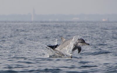 Liberare in mare aperto i delfini in cattività è lo scopo del nuovo centro riabilitativo di Taranto