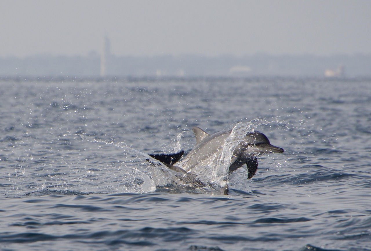 dolphins-3461319_1280