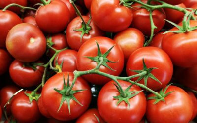 Meno pomodoro dalla Cina all’Italia