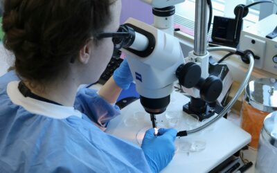 Fondi europei per la ricerca anche in Italia