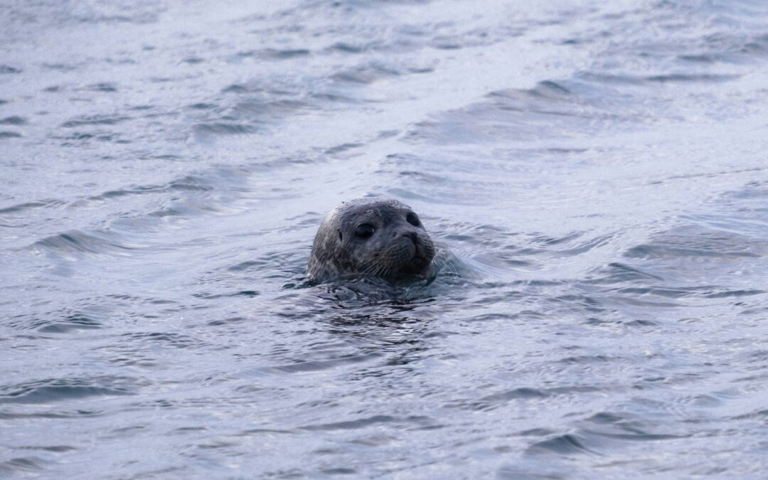 La foca monaca torna in Italia