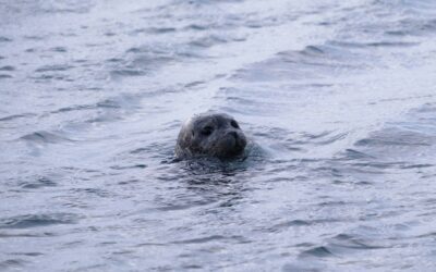 La foca monaca torna in Italia