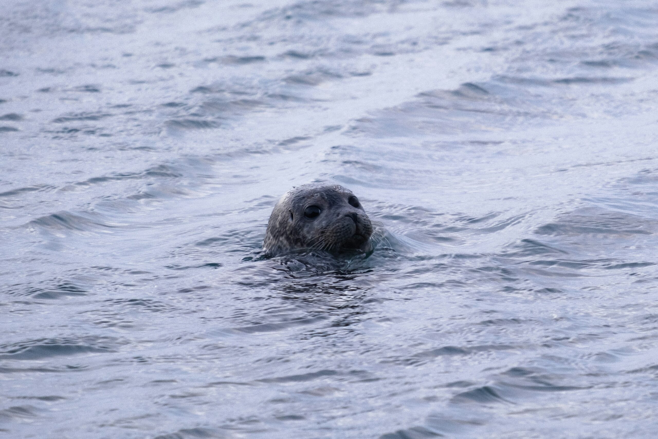 yves-cedric-schulze-foca-unsplash yves-cedric-schulze-foca-unsplash
