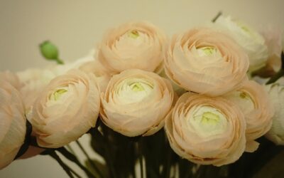 San Valentino, torna il fiore italiano