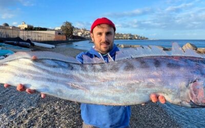 Biodiversità italiana a rischio: calo degli uccelli agricoli e liocorno spiaggiato