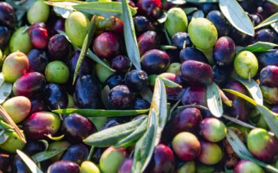 L’olio simbolo del patrimonio nazionale per 7 italiani su 10