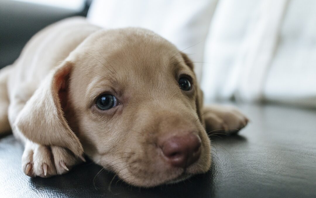Tutto pronto per i cani sui sedili dei voli ITA Airways