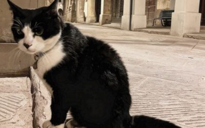 Il gatto Saverio diventa ambasciatore del borgo di Poppi