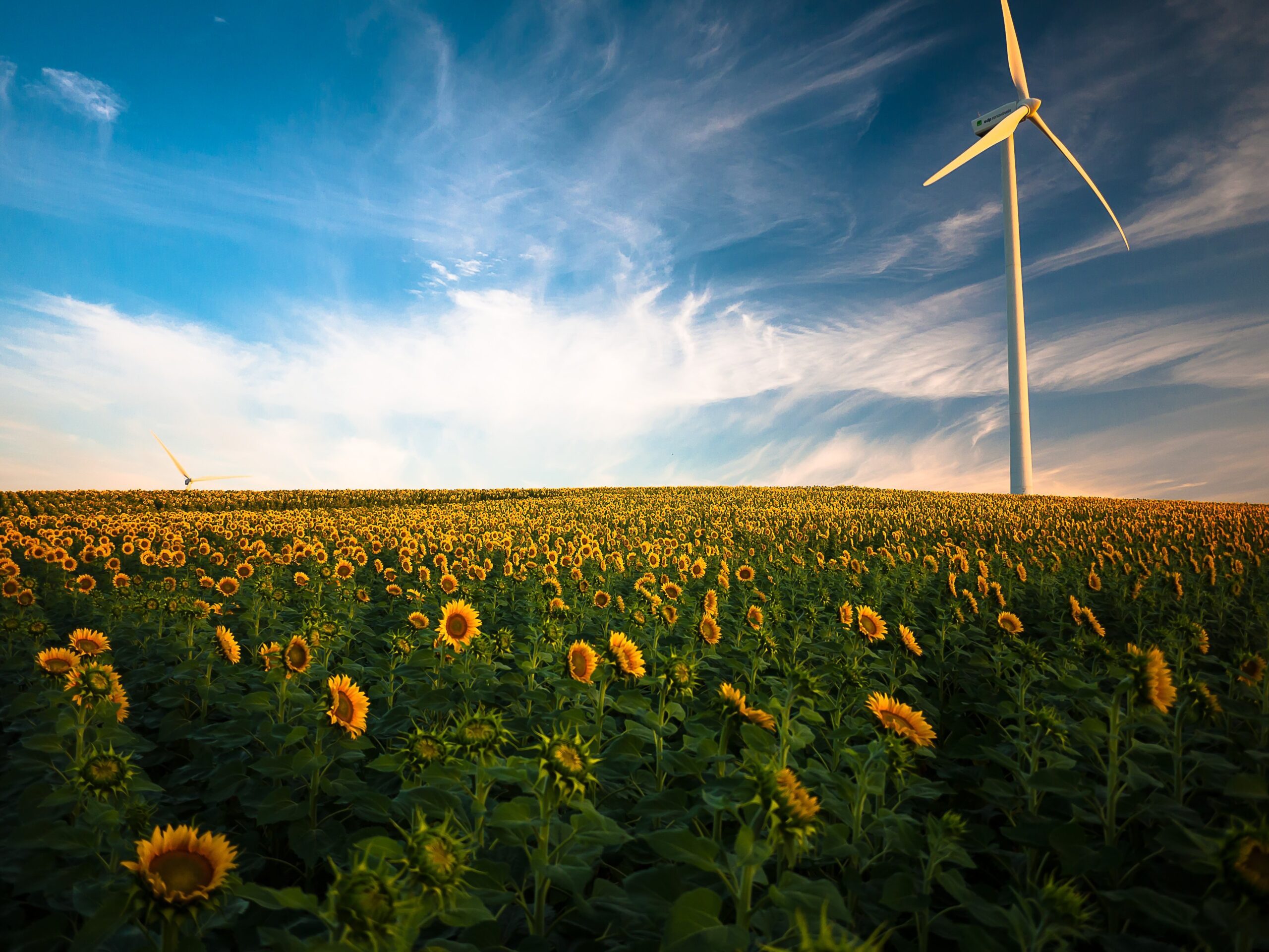 pexels-sunflowers-energy