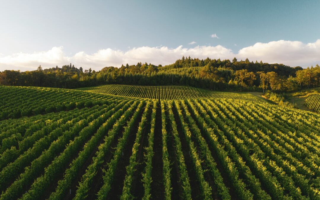 Agroalimentare italiano, +46% di risorse pubbliche in tre anni
