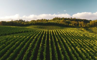 Agroalimentare italiano, +46% di risorse pubbliche in tre anni